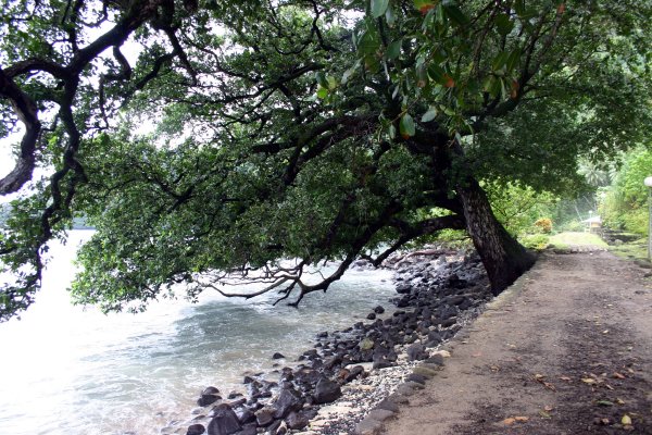 Rich old trees lined the street of town.